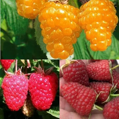 Комплект ЗОЛОТАЯ МАЛИНА в Калининграде