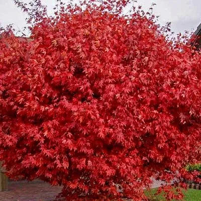 Клен гиннала   Клен гиннала  в Калининграде