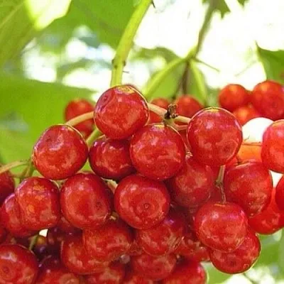 Калина КИЕВСКАЯ САДОВАЯ в Калининграде