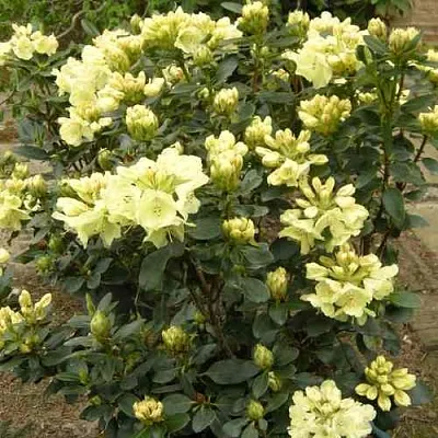 Рододендрон ГОЛДКРОН  Рододендрон ГОЛДКРОН в Калининграде