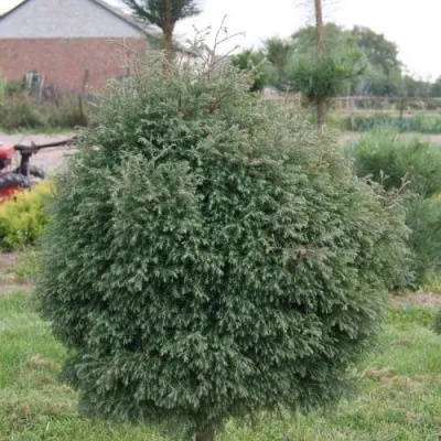 Туя вересковидная в Калининграде