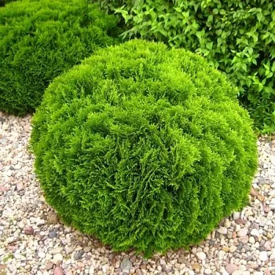 Туя ДАНИКА западная  Туя ДАНИКА западная в Калининграде