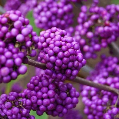 Красивоплодник  Красивоплодник в Калининграде