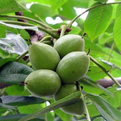 Орех маньчжурский МИЧУРИНЕЦ  Орех маньчжурский МИЧУРИНЕЦ в Калининграде