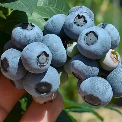 Голубика НЕЛЬСОН  Голубика НЕЛЬСОН в Калининграде