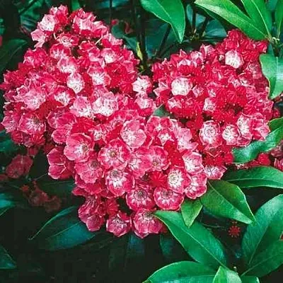 Кальмия КАРДИНАЛ  Кальмия КАРДИНАЛ в Калининграде