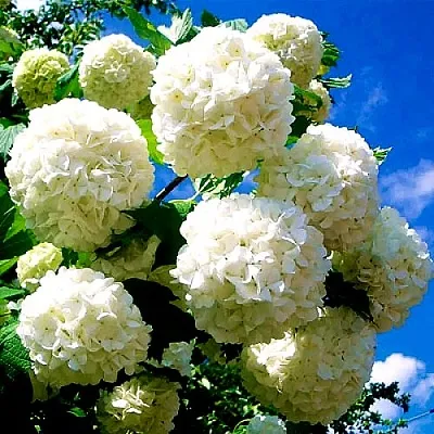 Калина БУЛЬДЕНЕЖ  Калина БУЛЬДЕНЕЖ в Калининграде