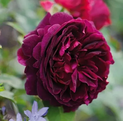 Саженцы роз МАНСТЕД ВУД английская  Саженцы роз МАНСТЕД ВУД английская в Калининграде