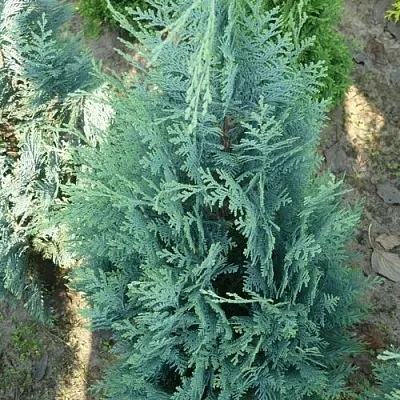 Кипарисовик КОЛУМНАРИС лавсона в Калининграде