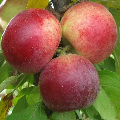 Яблоня БАЛЕРИНА ФЛАМЕНКО колонновидная  Яблоня БАЛЕРИНА ФЛАМЕНКО колонновидная в Калининграде