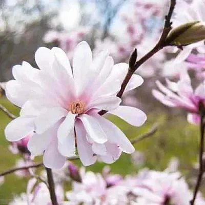 Магнолия РОЗЕЯ  Магнолия РОЗЕЯ в Калининграде