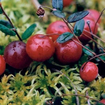 Клюква МАК ФАРЛИН в Калининграде