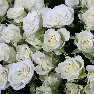 Саженцы роз СНОУФЛЕЙК спрей  Саженцы роз СНОУФЛЕЙК спрей в Калининграде