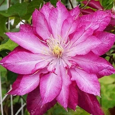 Клематис КАЕН  Клематис КАЕН в Калининграде