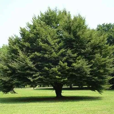 Бук обыкновенный  Бук обыкновенный в Калининграде