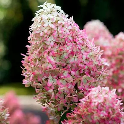 Гортензия РОЯЛ ФЛОВЕР метельчатая  Гортензия РОЯЛ ФЛОВЕР метельчатая в Калининграде