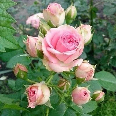 Саженцы роз МИМИ ЭДЕН спрей  Саженцы роз МИМИ ЭДЕН спрей в Калининграде