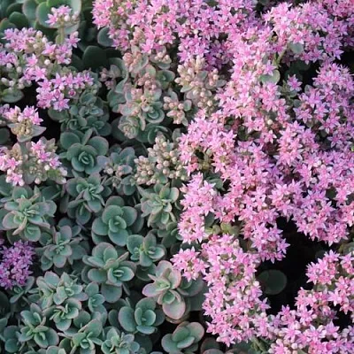 Очиток (седум) САНСПАРКЛЕР ЛАЙМ ЗИНГЕР в Калининграде