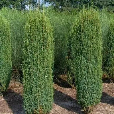 Можжевельник ХИБЕРНИКА обыкновенный  Можжевельник ХИБЕРНИКА обыкновенный в Калининграде