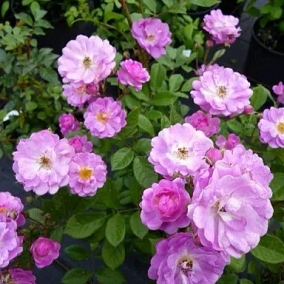 Саженцы роз РАЙМОНД ПРИВАТ полиантовая  Саженцы роз РАЙМОНД ПРИВАТ полиантовая в Калининграде