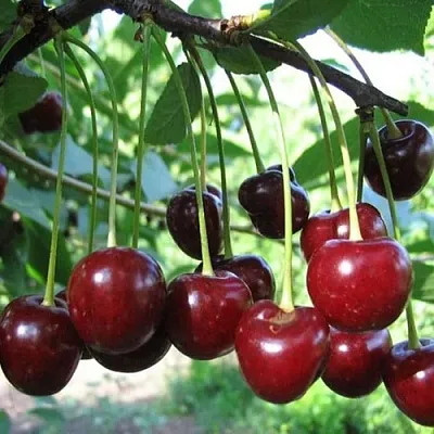 Вишня БЫСТРИНКА в Калининграде