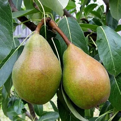 Груша ЯБЛУНИВСКАЯ  Груша ЯБЛУНИВСКАЯ в Калининграде