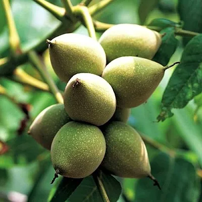 Орех МАНЬЧЖУРСКИЙ  Орех МАНЬЧЖУРСКИЙ в Калининграде