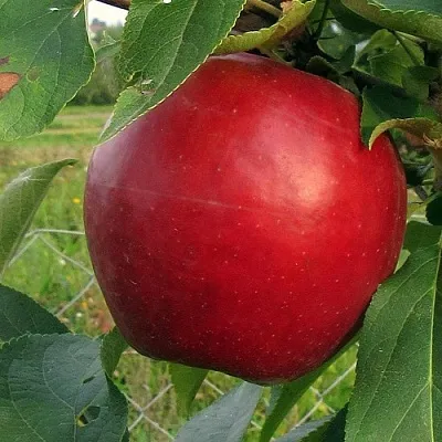 Яблоня РЕДФРИ  Яблоня РЕДФРИ в Калининграде