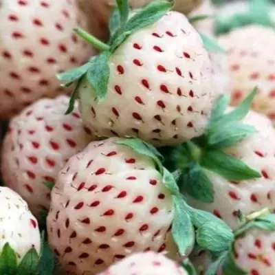 Клубника АНАНАСА ремонтантная — описание сорта Клубника АНАНАСА ремонтантная в Калининграде