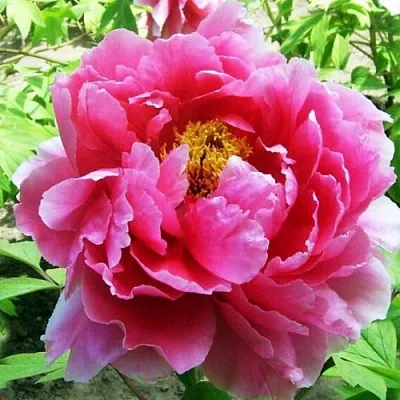 Пион ВОСХОД СОЛНЦА древовидный  Пион ВОСХОД СОЛНЦА древовидный в Калининграде