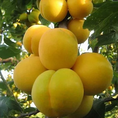 Слива ЛОДВА  Слива ЛОДВА в Калининграде