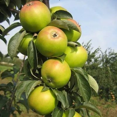 Яблоня ЛУКОМОР колонновидная  Яблоня ЛУКОМОР колонновидная в Калининграде