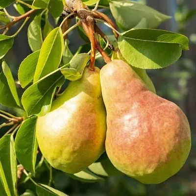 Летние сорта в Калининграде