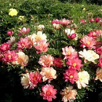 Пион ДЖУЛИЯ РОУЗ ито-гибрид  Пион ДЖУЛИЯ РОУЗ ито-гибрид в Калининграде