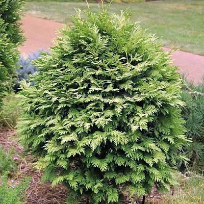 Туя ВАРЕАНА ЛЮТЕСЦЕНС западная  Туя ВАРЕАНА ЛЮТЕСЦЕНС западная в Калининграде