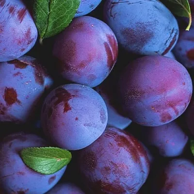 Слива в Калининграде