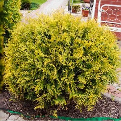 Туя КОЛЛЕРС ГОЛД складчатая  Туя КОЛЛЕРС ГОЛД складчатая в Калининграде