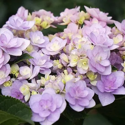 Гортензия Ю ЭНД МИ ФОРЕВЕР крупнолистная  Гортензия Ю ЭНД МИ ФОРЕВЕР крупнолистная в Калининграде