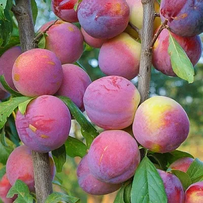 Слива КОЛОННОВИДНАЯ  Слива КОЛОННОВИДНАЯ в Калининграде