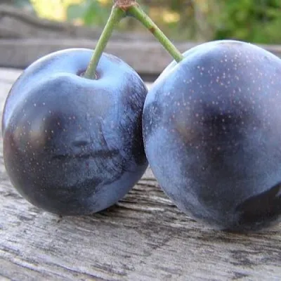 Слива БЛЮФРИ  Слива БЛЮФРИ в Калининграде