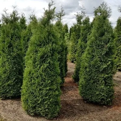 Туя ХОЛМСТРУП западная в Калининграде