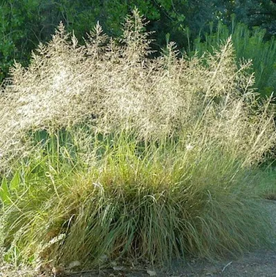 Каплесеменник воздушный  Каплесеменник воздушный в Калининграде