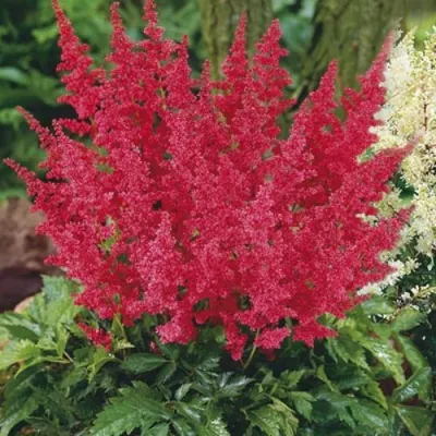 Астильба МОНТГОМЕРИ японская в Калининграде