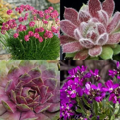 Комплект МИНИ САД в Калининграде