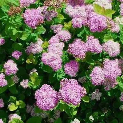 Спирея ПИНК СПАРКЛЕР  Спирея ПИНК СПАРКЛЕР в Калининграде