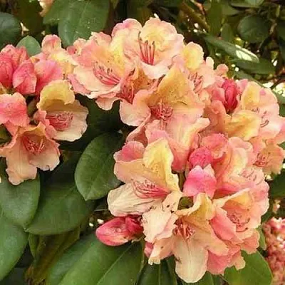 Рододендрон ФЛАУТАНДО  Рододендрон ФЛАУТАНДО в Калининграде