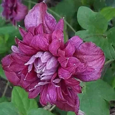 Клематис ПУРПУРЕА ПЛЕНА ЭЛЕГАНС  Клематис ПУРПУРЕА ПЛЕНА ЭЛЕГАНС в Калининграде