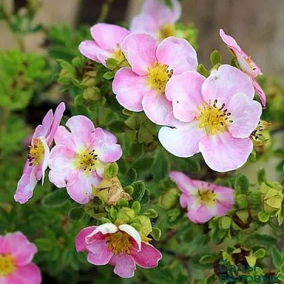 Лапчатка НЬЮ ДАУН кустарниковая  Лапчатка НЬЮ ДАУН кустарниковая в Калининграде