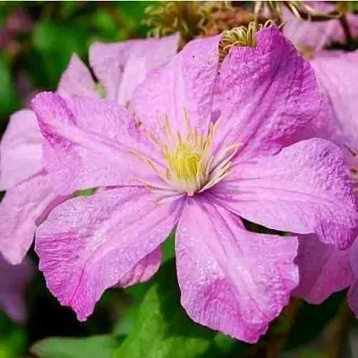 Клематис КОМТЕСС ДЕ БУШО  Клематис КОМТЕСС ДЕ БУШО в Калининграде