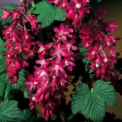 Смородина кроваво-красная Смородина кроваво-красная в Калининграде